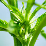 Closeup of outdoor grown cannabis plant in early growing stage.
