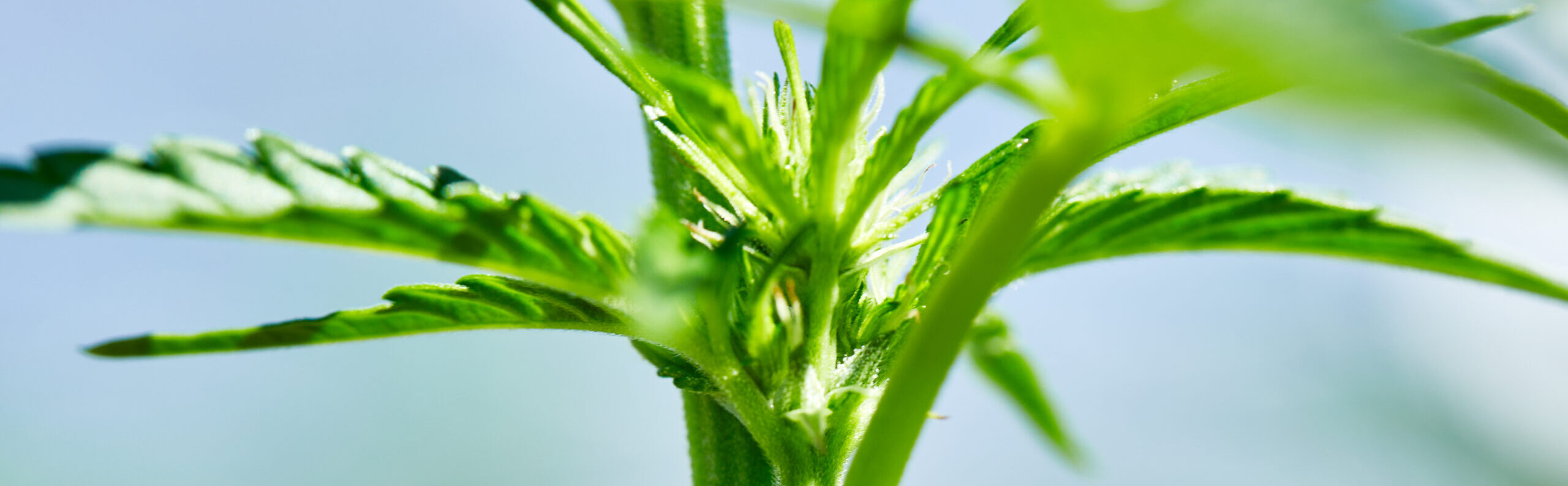 Closeup of outdoor grown cannabis plant in early growing stage.