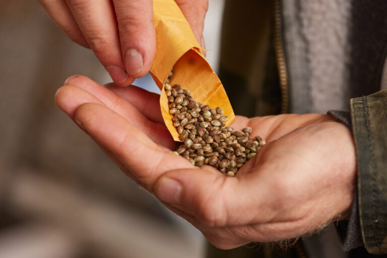 Click to see a larger version of the image Closeup of one hand pouring cannabis into the other from envelope.