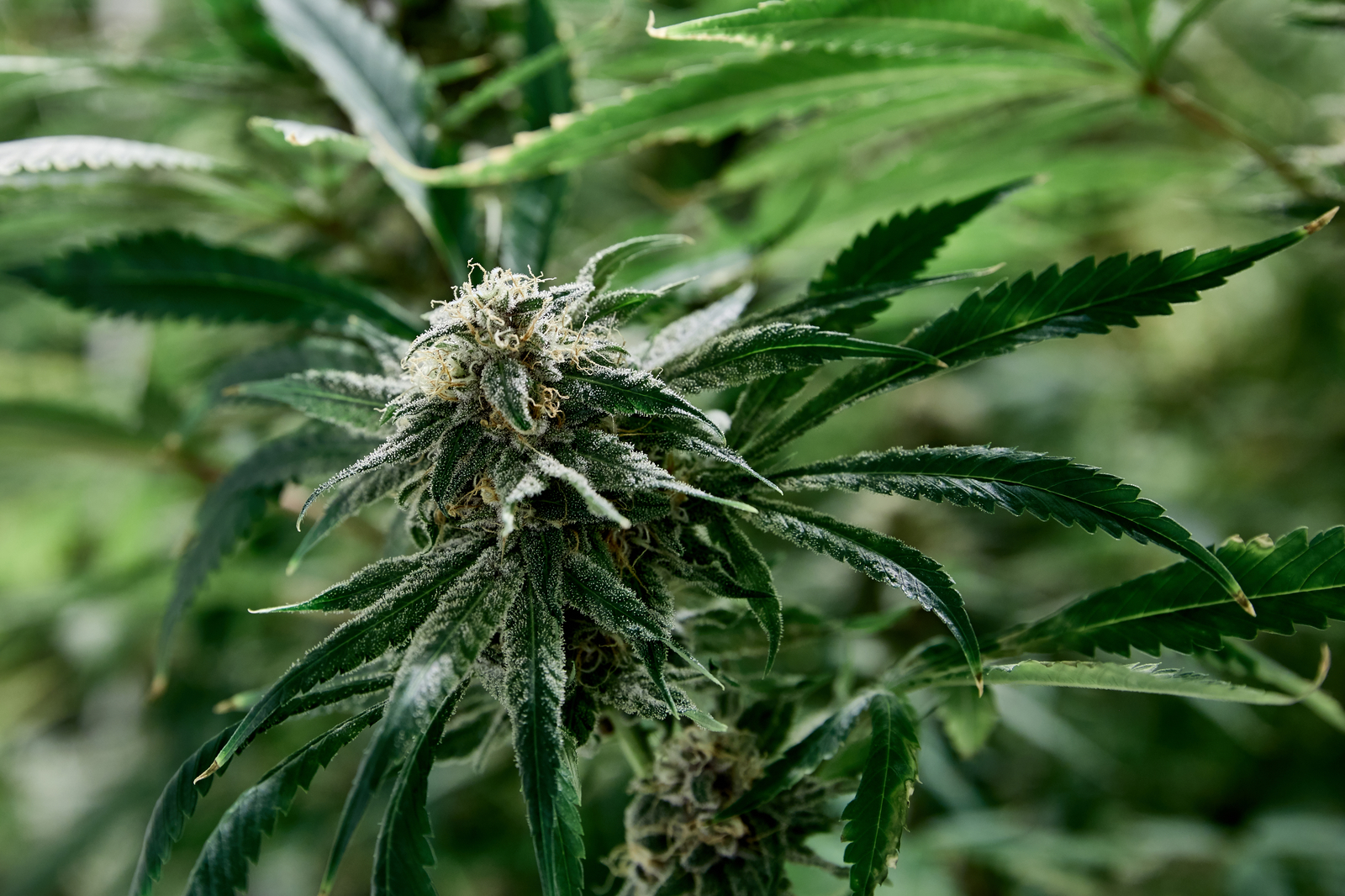 Emerald Triangle What Is It And Why Is It Called That 