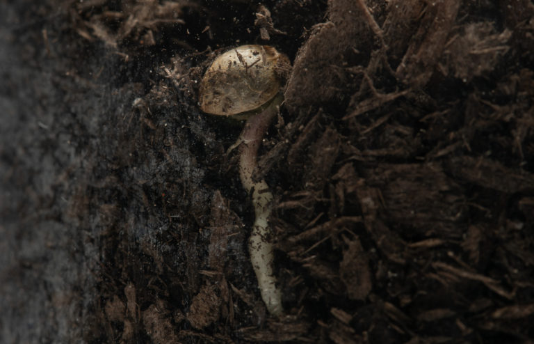 Click to see a larger version of the image cannabis seed in soil