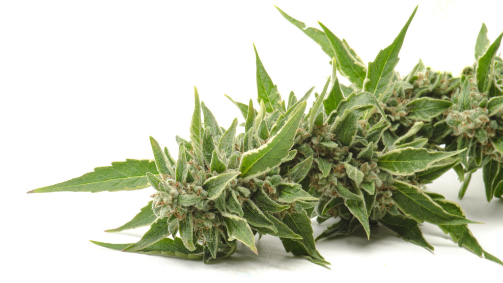 The Different Parts Of A Marijuana & Cannabis Plant