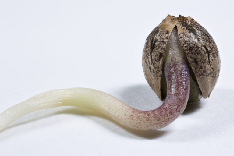 Click to see a larger version of the image cannabis seed germination