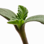 cannabis sprout