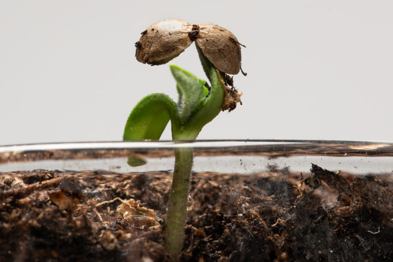 Click to see a larger version of the image cannabis plant sprouting