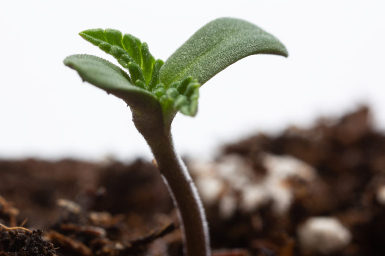 Click to see a larger version of the image cannabis seedling