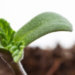 Closeup of cannabis seedling.