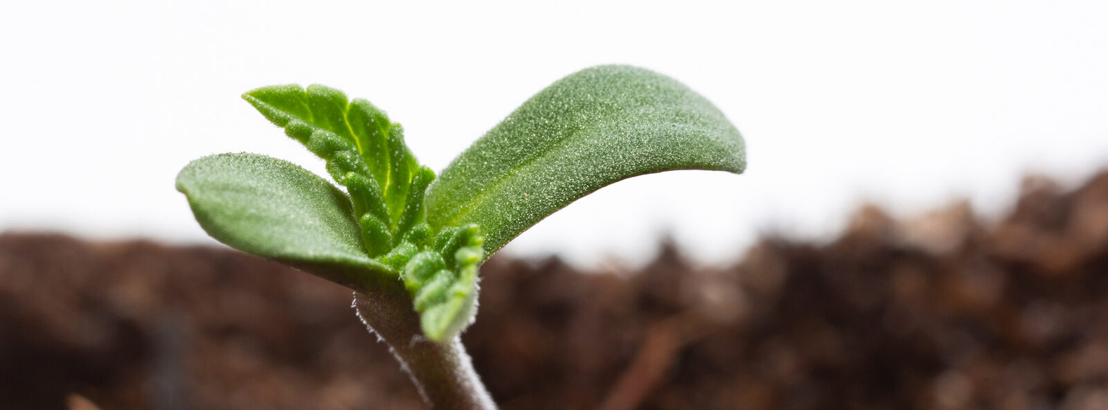 Closeup of cannabis seedling.