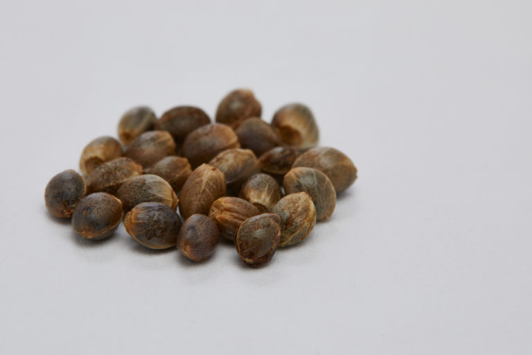 Click to see a larger version of the image marijuana seeds
