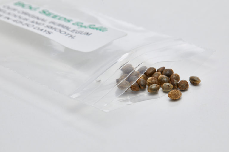 Click to see a larger version of the image cannabis seeds