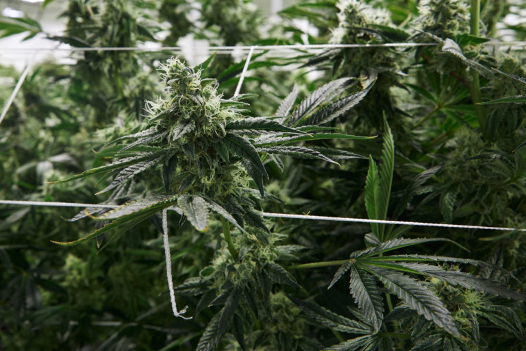Click to see a larger version of the image screen of green method cannabis