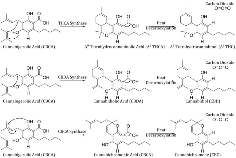 Click to see a larger version of the image Cyclization of CBGA into the three cannabinoids THCA, CBDA, and CBCA, followed by decarboxylation to produce THC, CBD, and CBC.