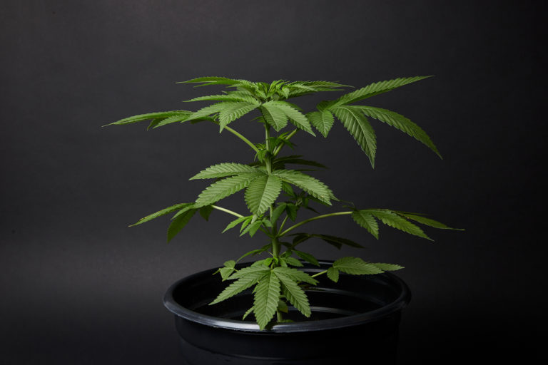 Click to see a larger version of the image cannabis vegetation stage