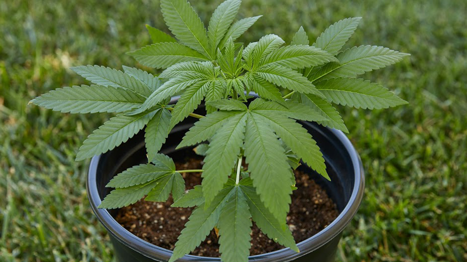 Best Grow Pots for Cannabis Growing