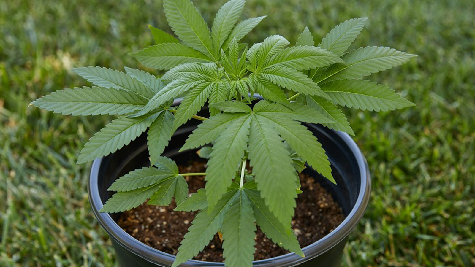 Growing marijuana outdoors in a pot