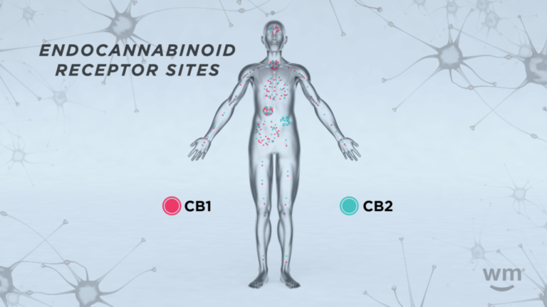 Click to see a larger version of the image endocannabinoid receptor sites