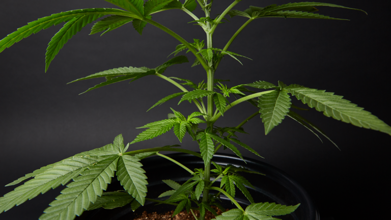 marijuana plant stem