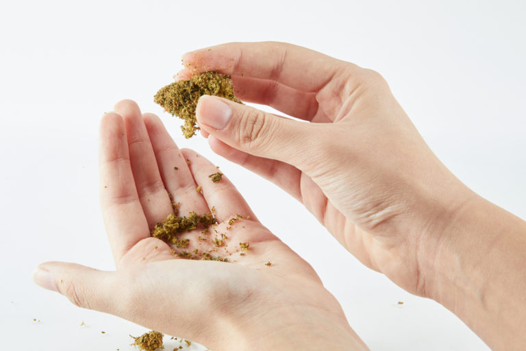 Two hands holding cannabis bud and shake on white background.
