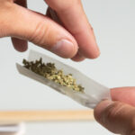 Closeup of hands filling rolling paper with ground cannabis.