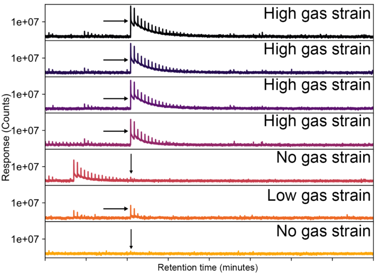 dank chart of gas strains