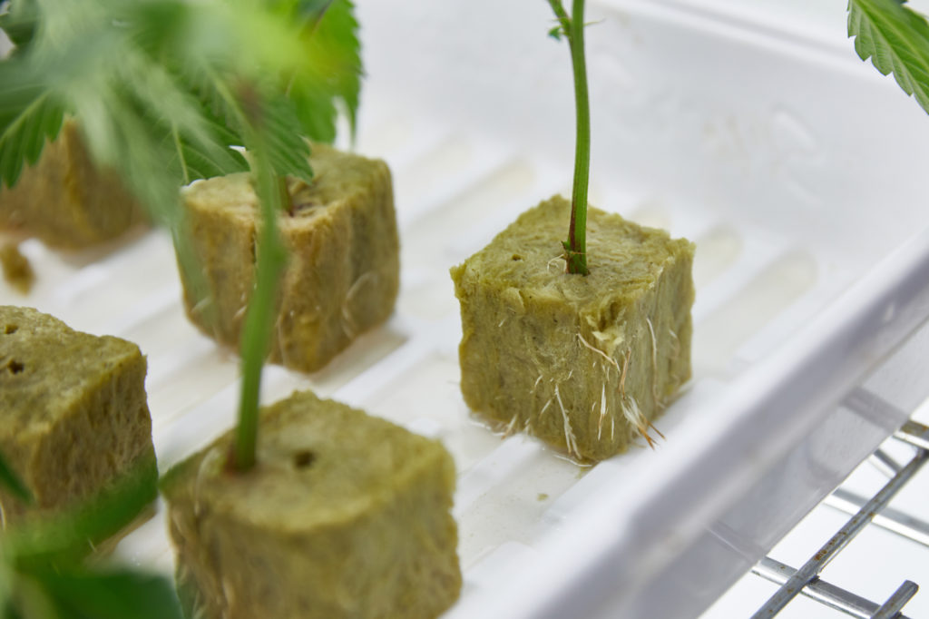 How to clone a cannabis plant Weedmaps