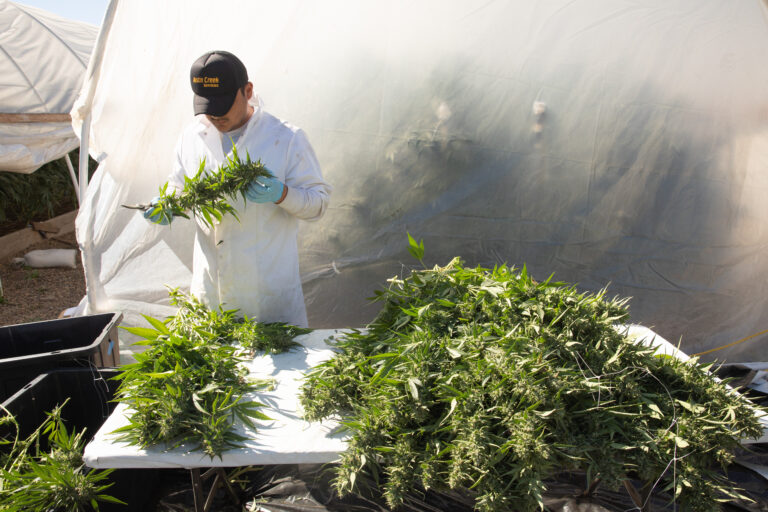 Click to see a larger version of the image Man processing outdoor cannabis crop in front of grow house.