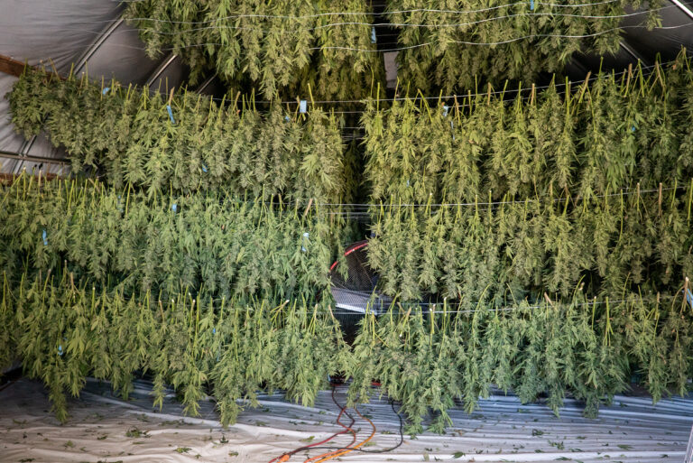 Click to see a larger version of the image Drying room of a professional outdoor cannabis grow