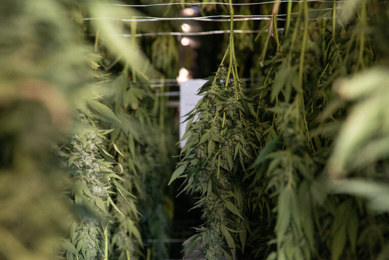 Click to see a larger version of the image Rows of cannabis hang-drying