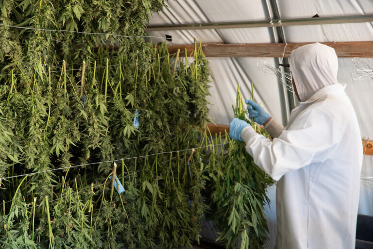 Click to see a larger version of the image Man hanging weed at a professional outdoor grow.