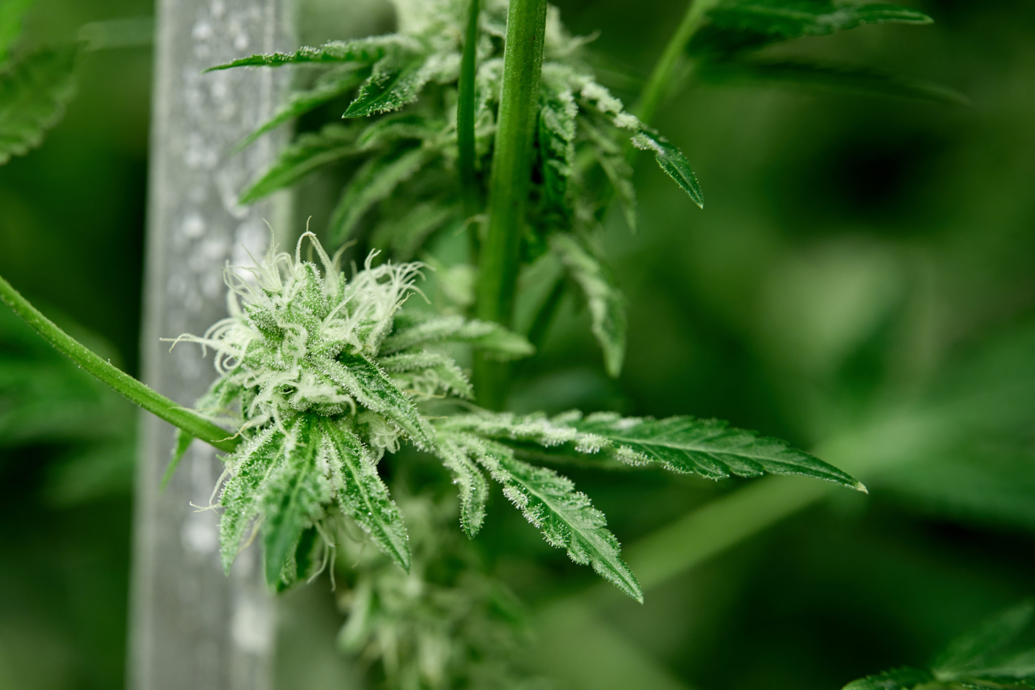 Larf and the Cannabis Plant, Explained Weedmaps