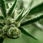 Closeup image of larf on cannabis plant.