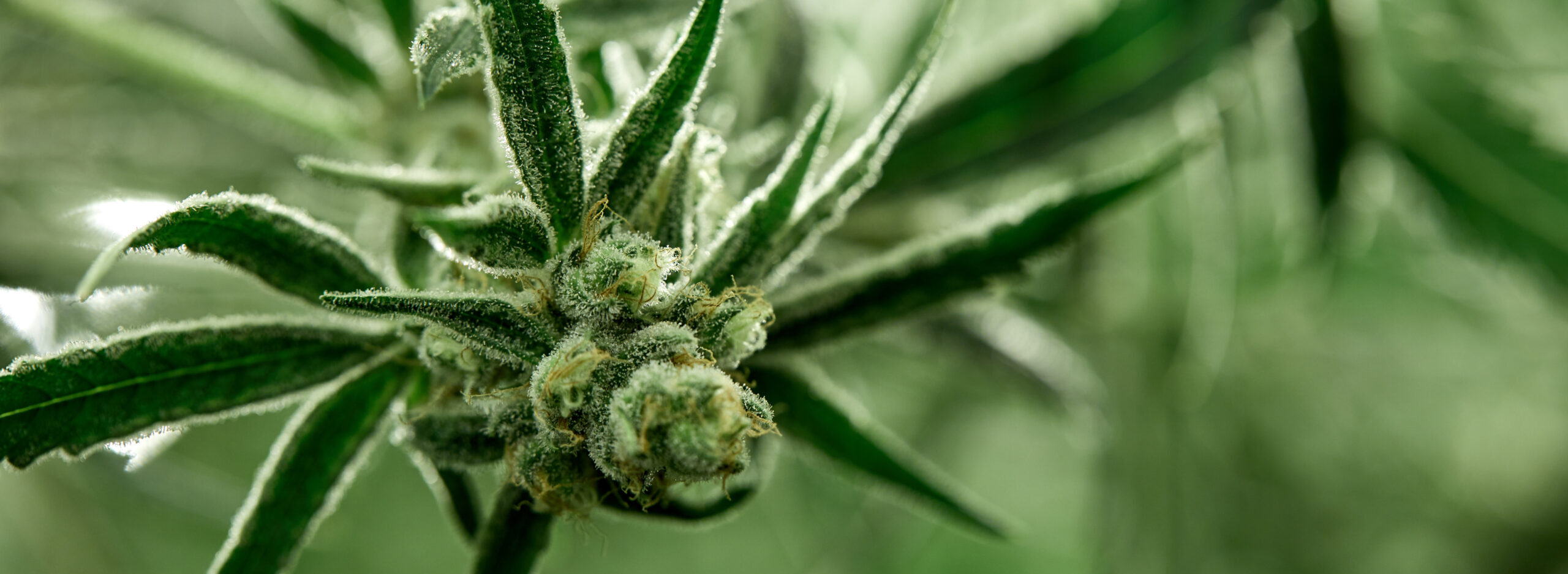 Closeup image of larf on cannabis plant.