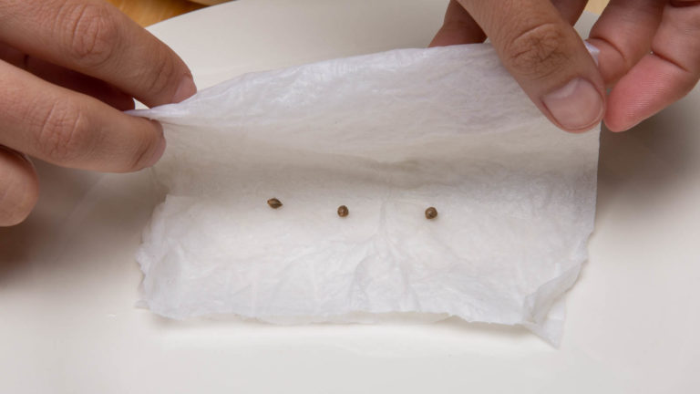 Click to see a larger version of the image Germinating cannabis seeds