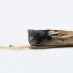 Single burned up joint on white background.