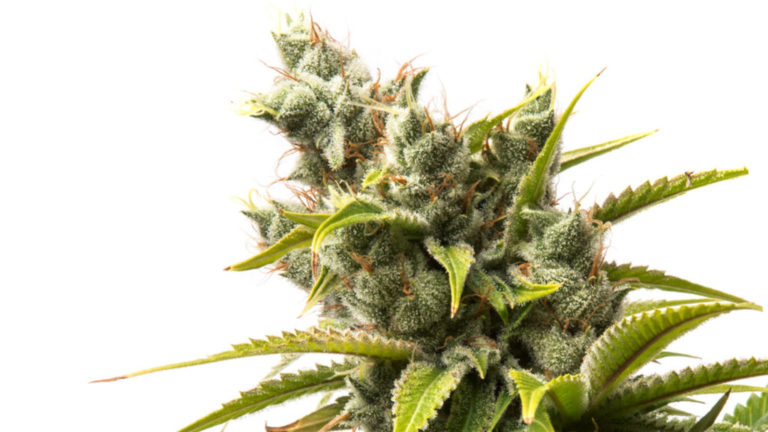 Marijuana Flower