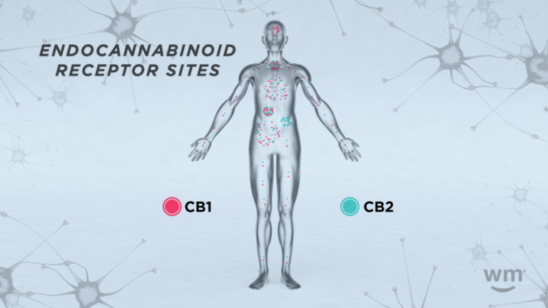Cannabinoid receptor infographic