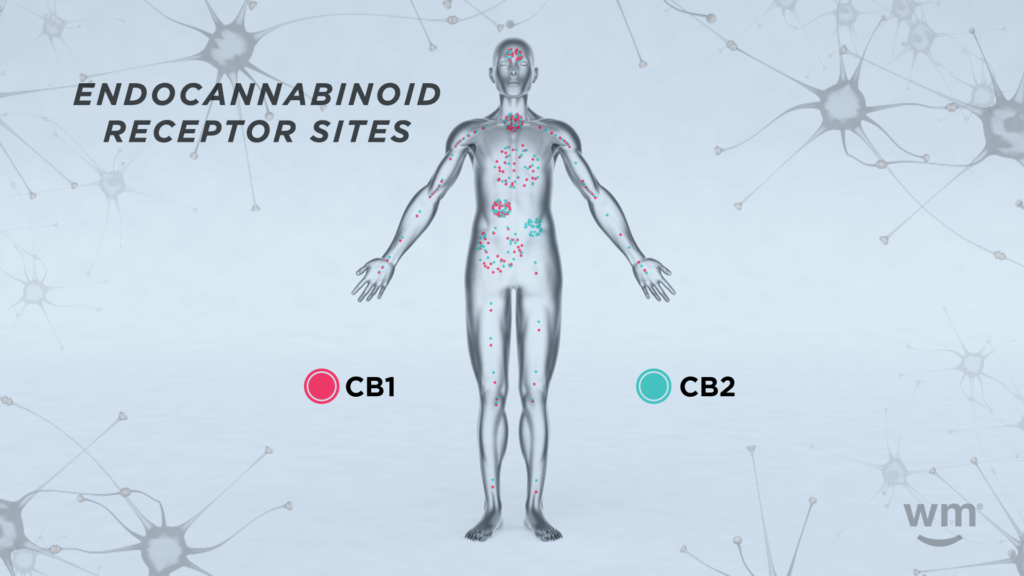 Endokannabinoid-receptor