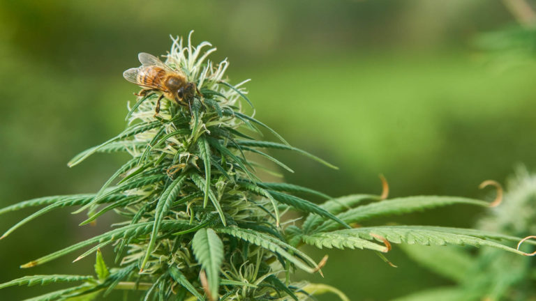 Click to see a larger version of the image cannabis plant pollen