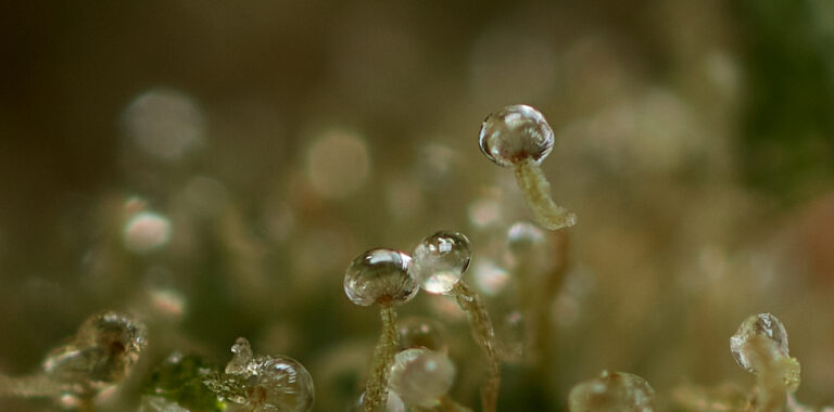 Resin gland contains THC and terpenes