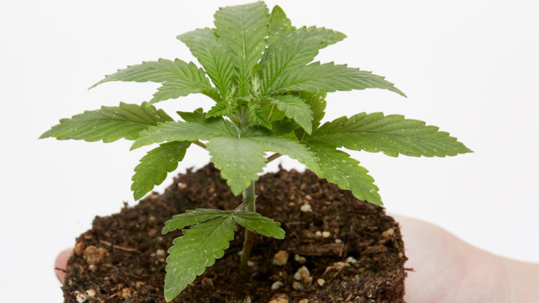 Click to see a larger version of the image cannabis growing phases seedling