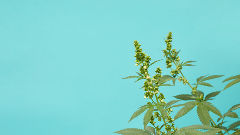 Click to see a larger version of the image male cannabis plant