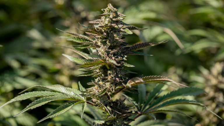 Click to see a larger version of the image cannabis growing phases flowering