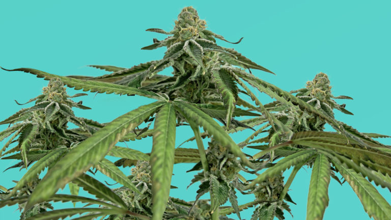 Click to see a larger version of the image cannabis plant