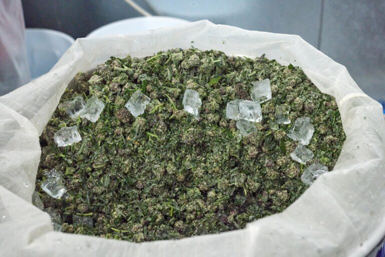 Click to see a larger version of the image Cannabis nugs and ice cubes in large bin.