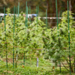 Cannabis plants growing