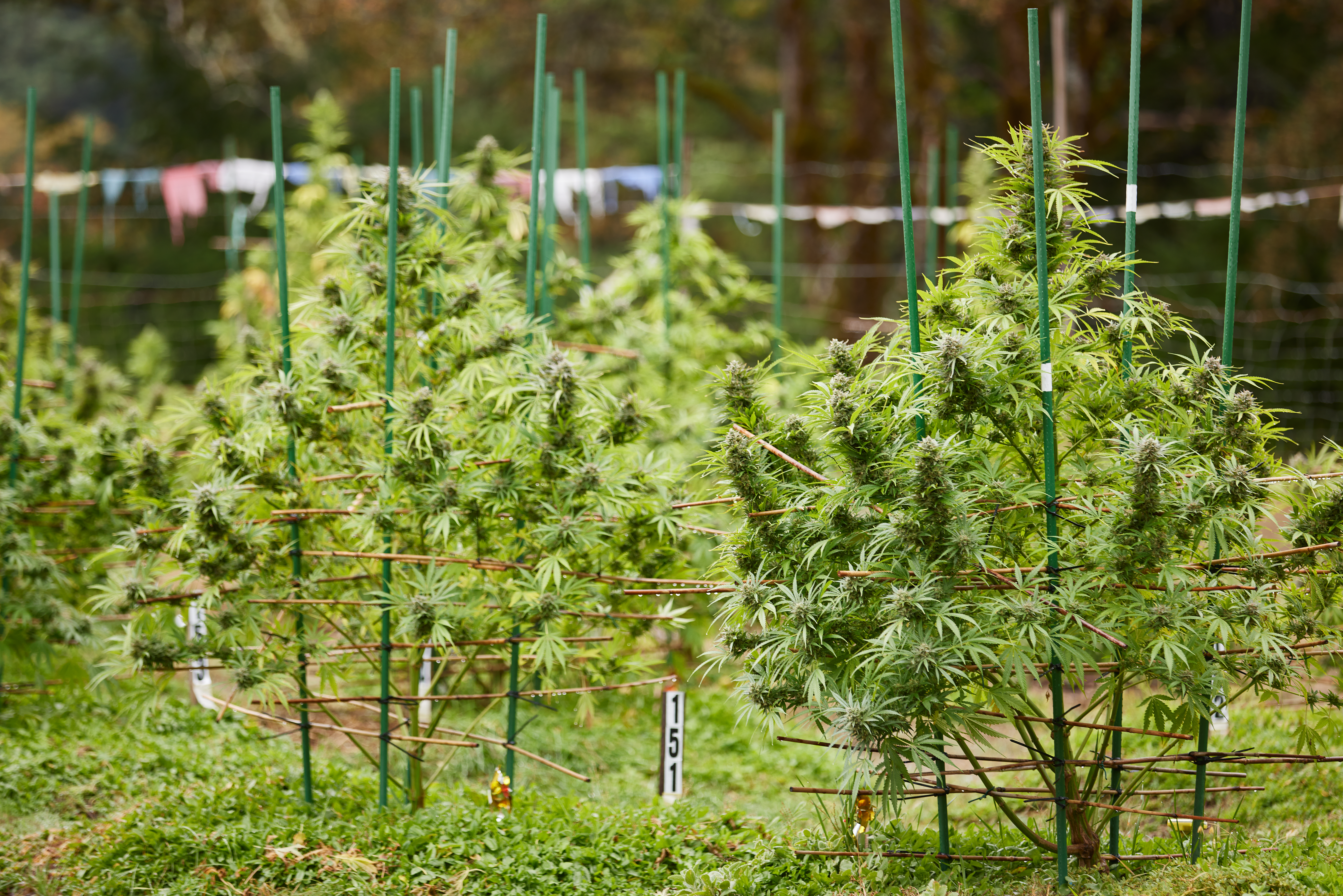Cannabis plants growing