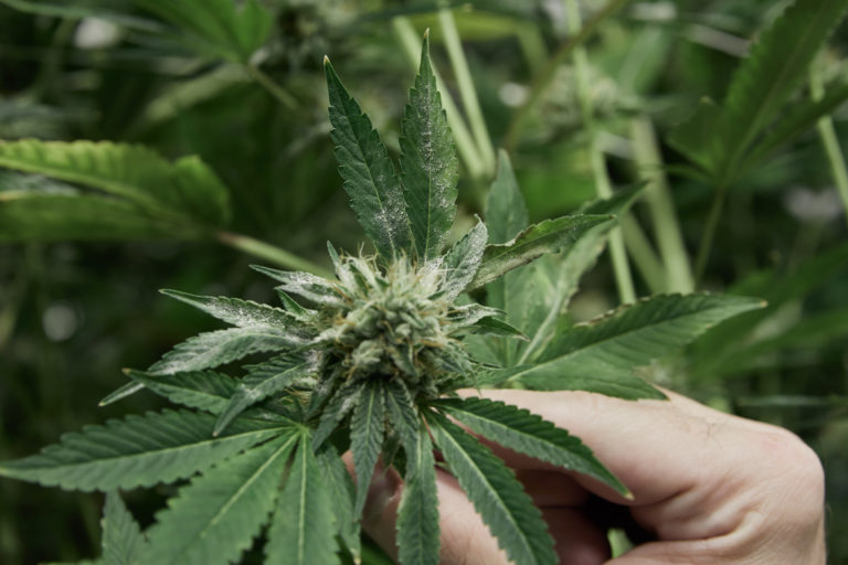 Click to see a larger version of the image Image of cannabis plant