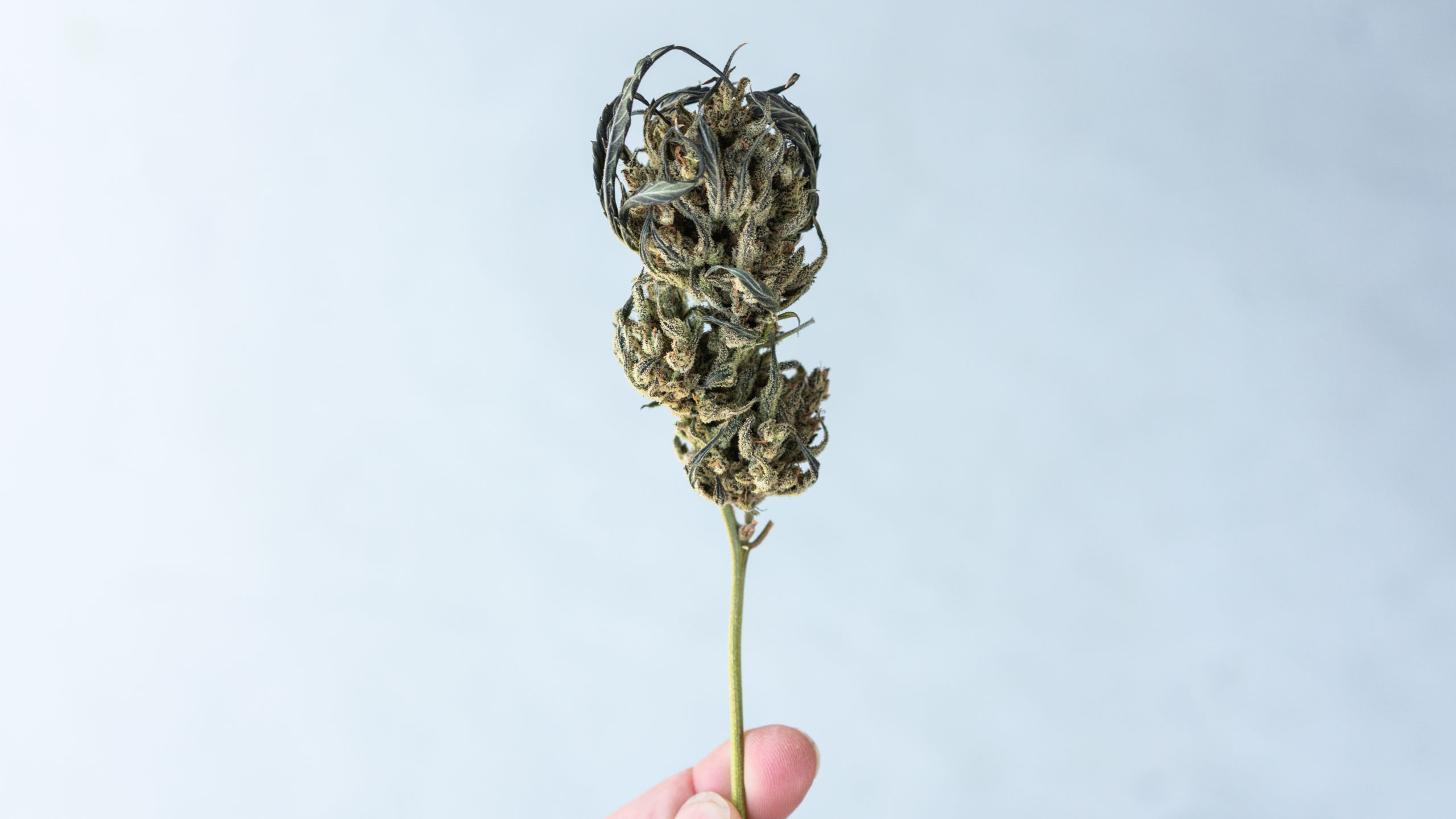 Wet Trim vs. Dry Trim Pros and Cons of Trimming Style Weedmaps