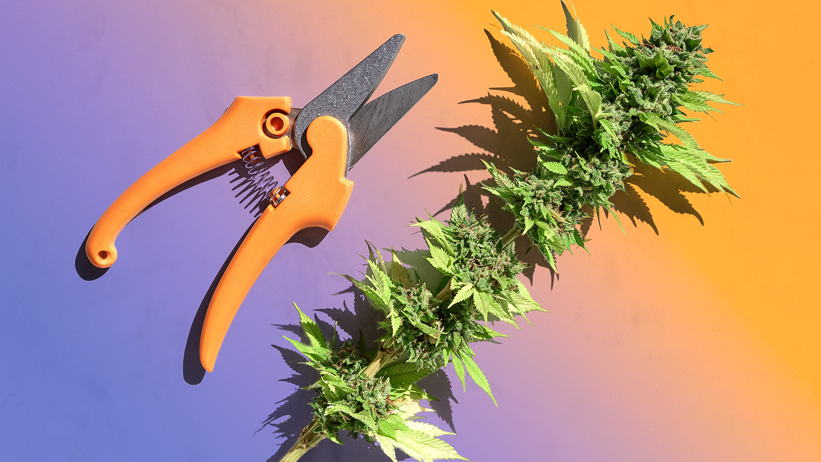 The Best Time of Day to Harvest Cannabis (and Why) Weedmaps