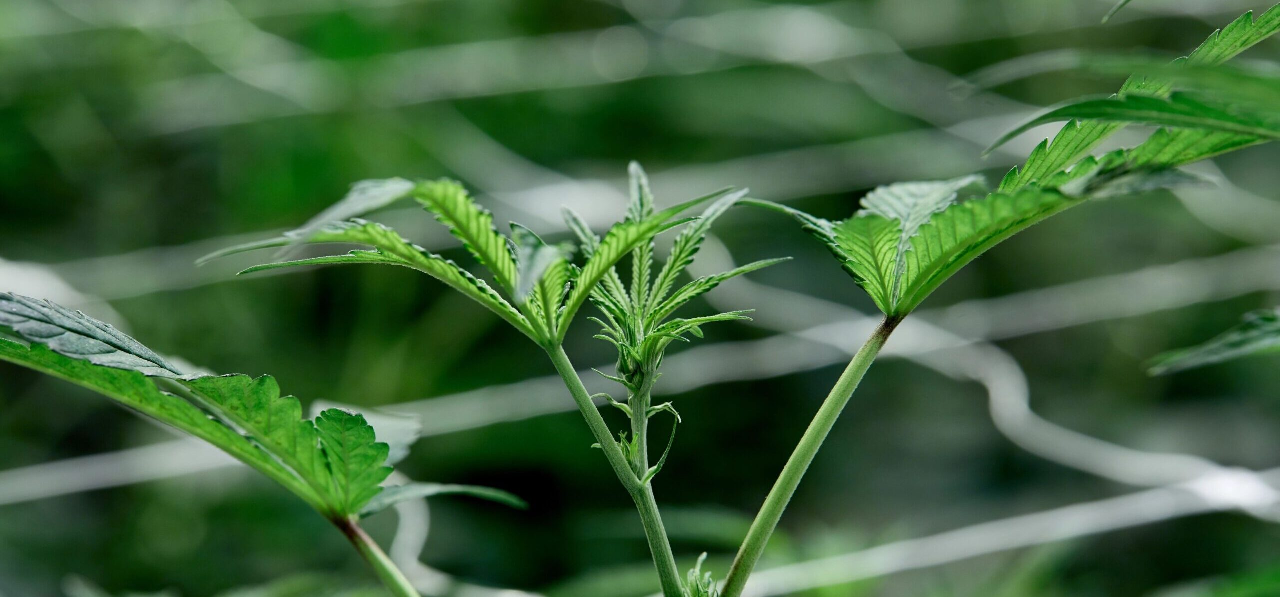 Young plants growing with the screen of green method